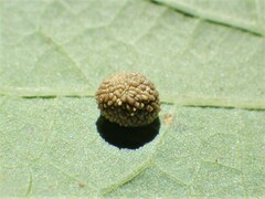 Acraspis quercushirta