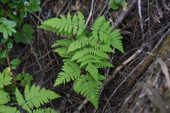 Gymnocarpium