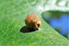 Acraspis quercushirta