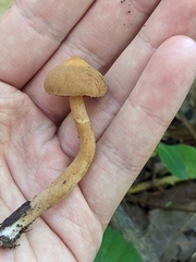 Cortinarius distans