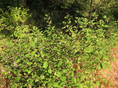 Ceanothus sanguineus