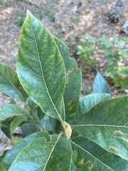 Persea borbonia