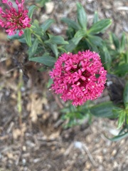 Centranthus