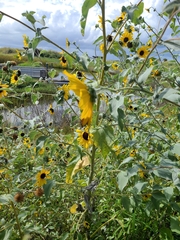 Helianthus argophyllus