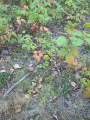 Toxicodendron rydbergii