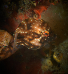 Brachaluteres jacksonianus