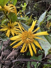 Munnozia senecionidis