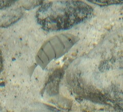 Acanthurus triostegus