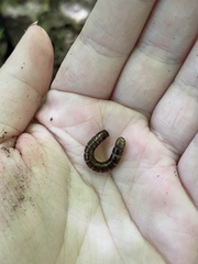 Meracantha contracta