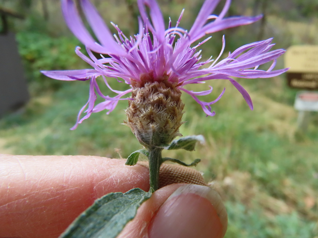 hybrid knapweed