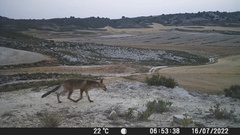 Vulpes vulpes silacea