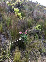 Phaenocoma prolifera