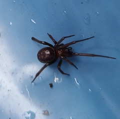 Steatoda
