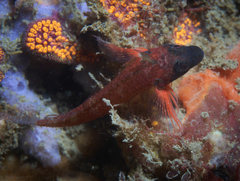 Enneapterygius atrogulare