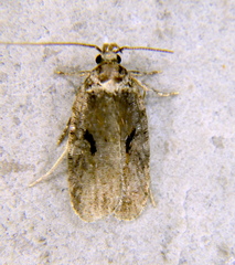 Agonopterix hyperella