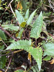 Munnozia senecionidis