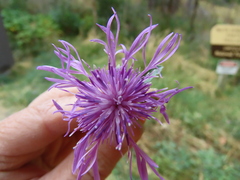 Centaurea × gerstlaueri