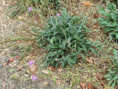 Centaurea × gerstlaueri