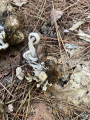 Asterophora lycoperdoides