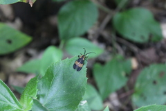 Calopteron