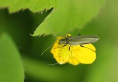 Oedemera virescens
