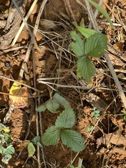 Fragaria virginiana