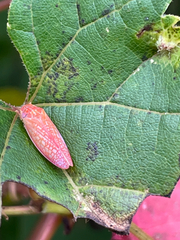 Gyponana gladia