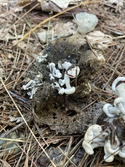 Asterophora lycoperdoides