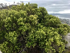 Phylica buxifolia