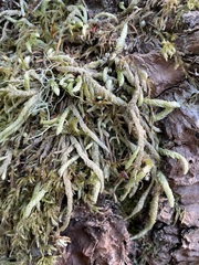 Plagiothecium undulatum