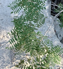 Prosopis glandulosa