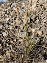 Agropyron cristatum
