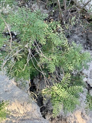 Prosopis glandulosa
