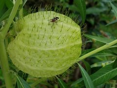 Oncopeltus unifasciatellus
