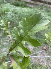 Quercus macrocarpa