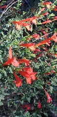 Clinopodium coccineum