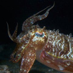 Sepia plangon