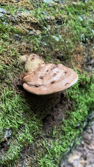 Ganoderma applanatum