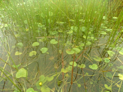 Hydrocotyle itatiaiensis