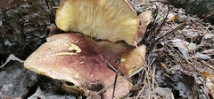 Tricholomopsis rutilans
