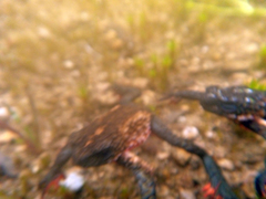 Melanophryniscus moreirae