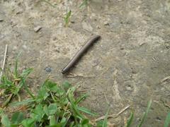 Ommatoiulus rutilans