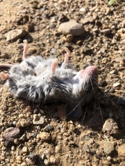 Peromyscus maniculatus
