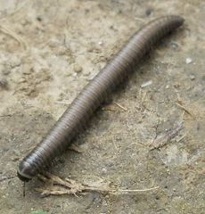 Ommatoiulus rutilans