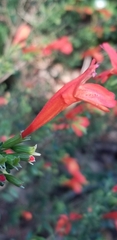 Clinopodium coccineum