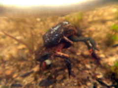 Melanophryniscus moreirae