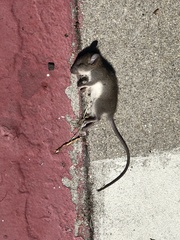 Rattus rattus