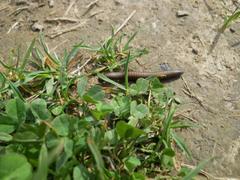 Ommatoiulus rutilans