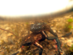 Melanophryniscus moreirae