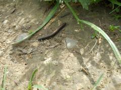 Ommatoiulus rutilans